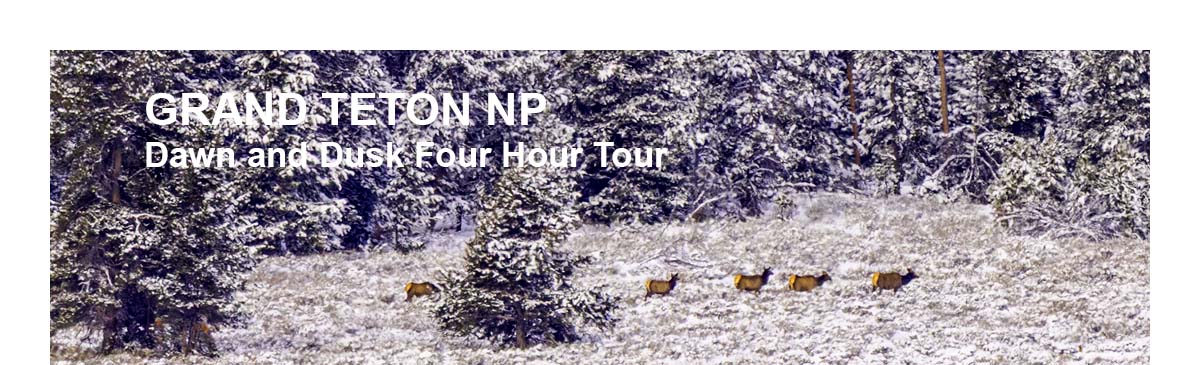 Brushbuck Tours