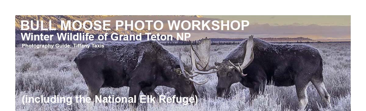 Grand Teton Moose Shoot