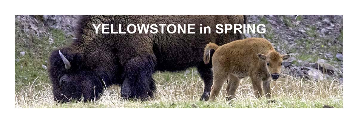 Yellowstone in Spring