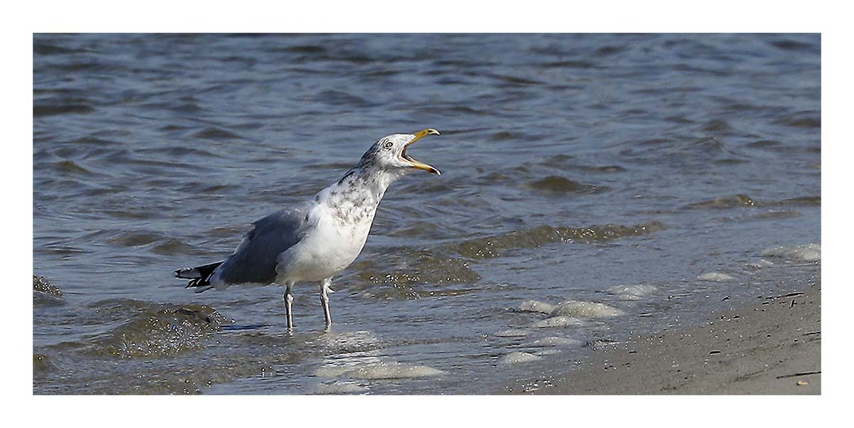 Laughing Gull