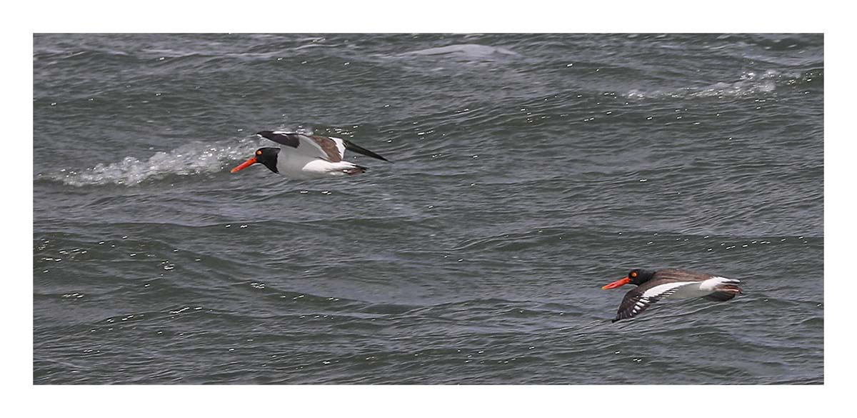 Sandpipers
