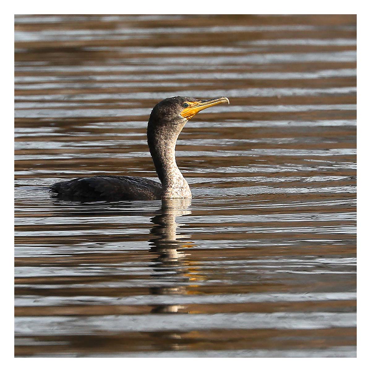 Cormorant