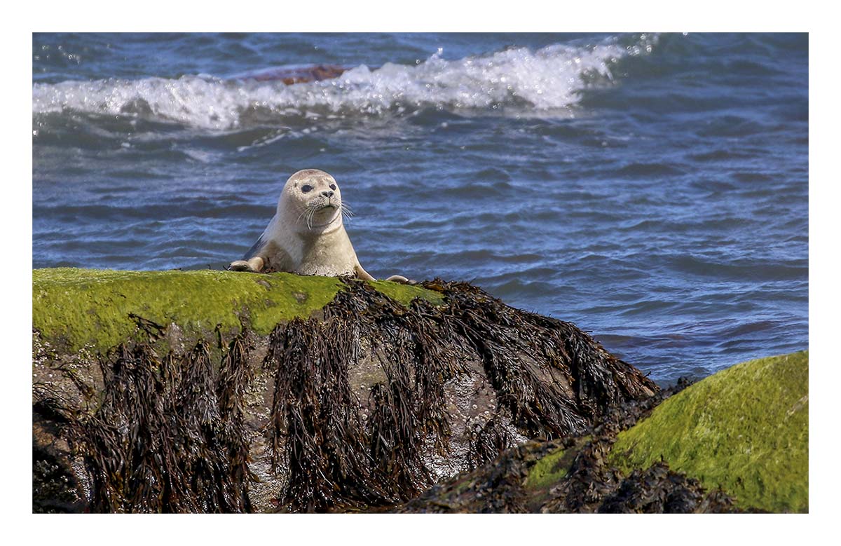 Harbor Seal