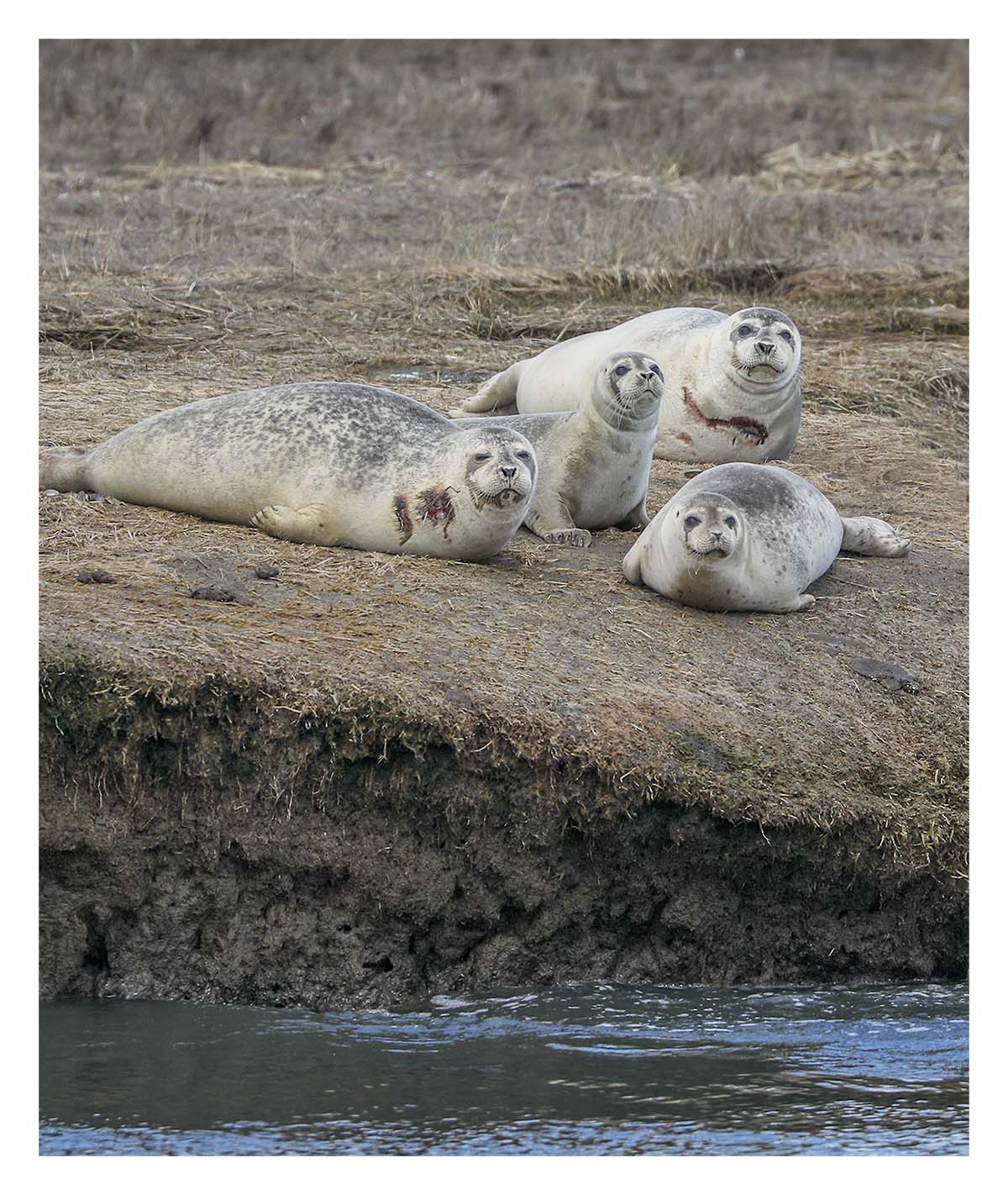 Seals