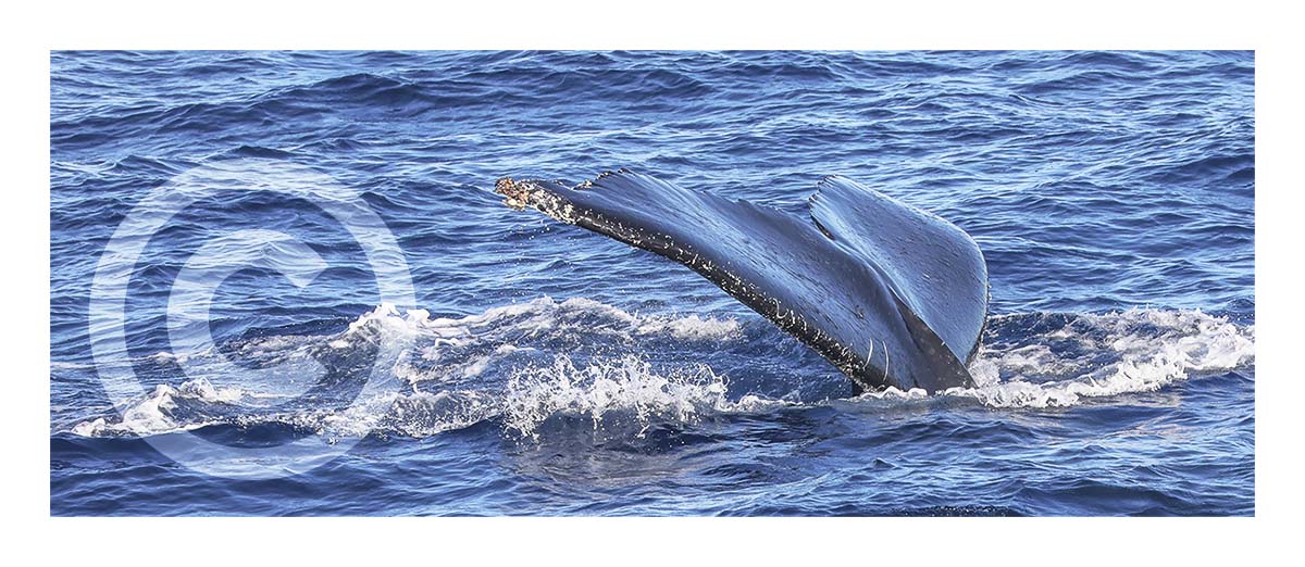 Humpback