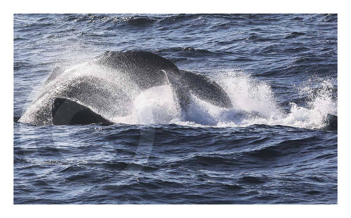Humpback