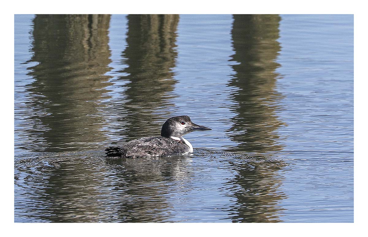 Loon