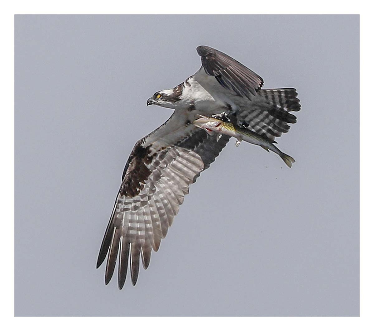 Osprey