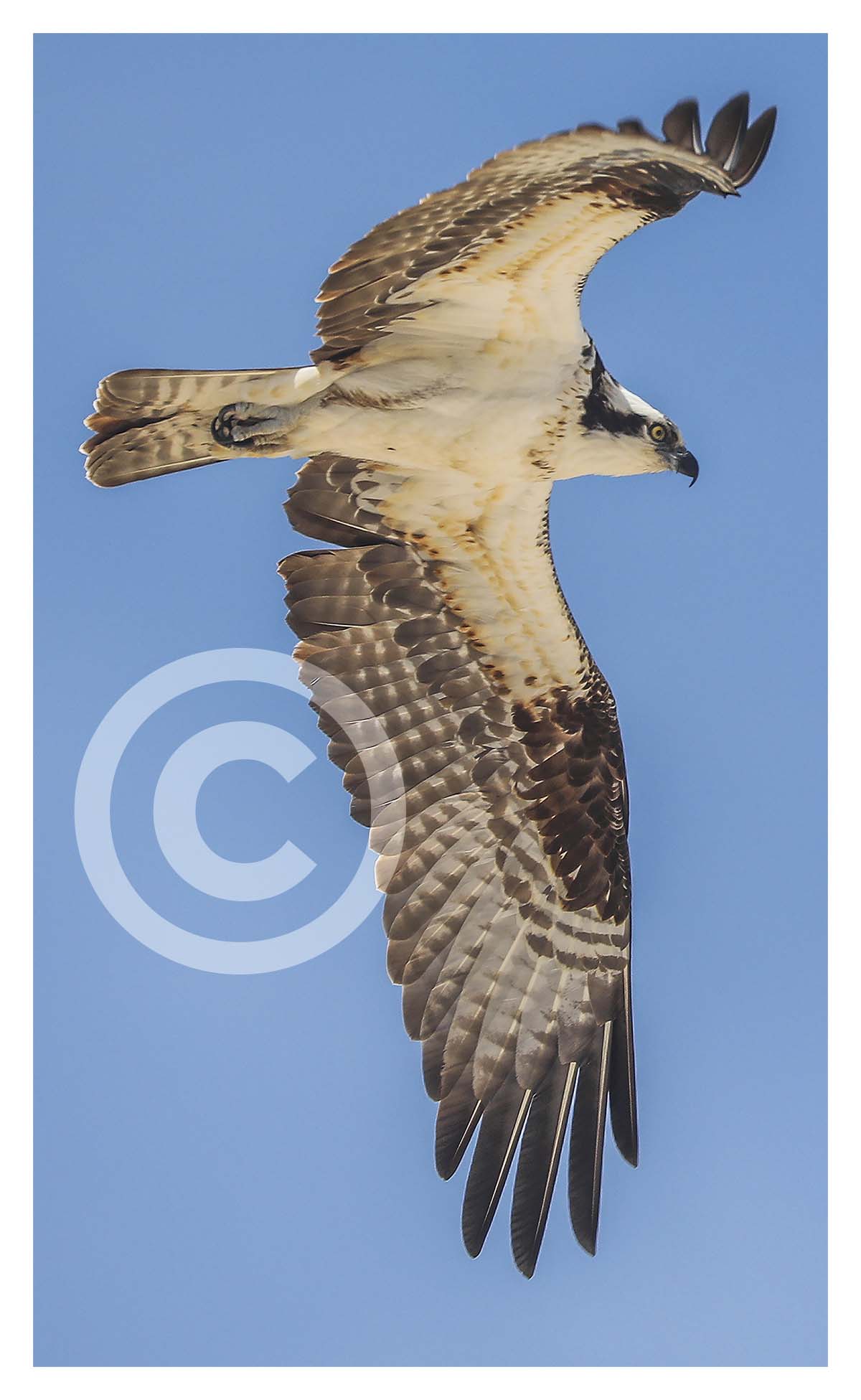 Osprey