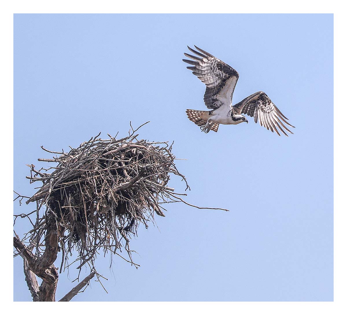 Osprey