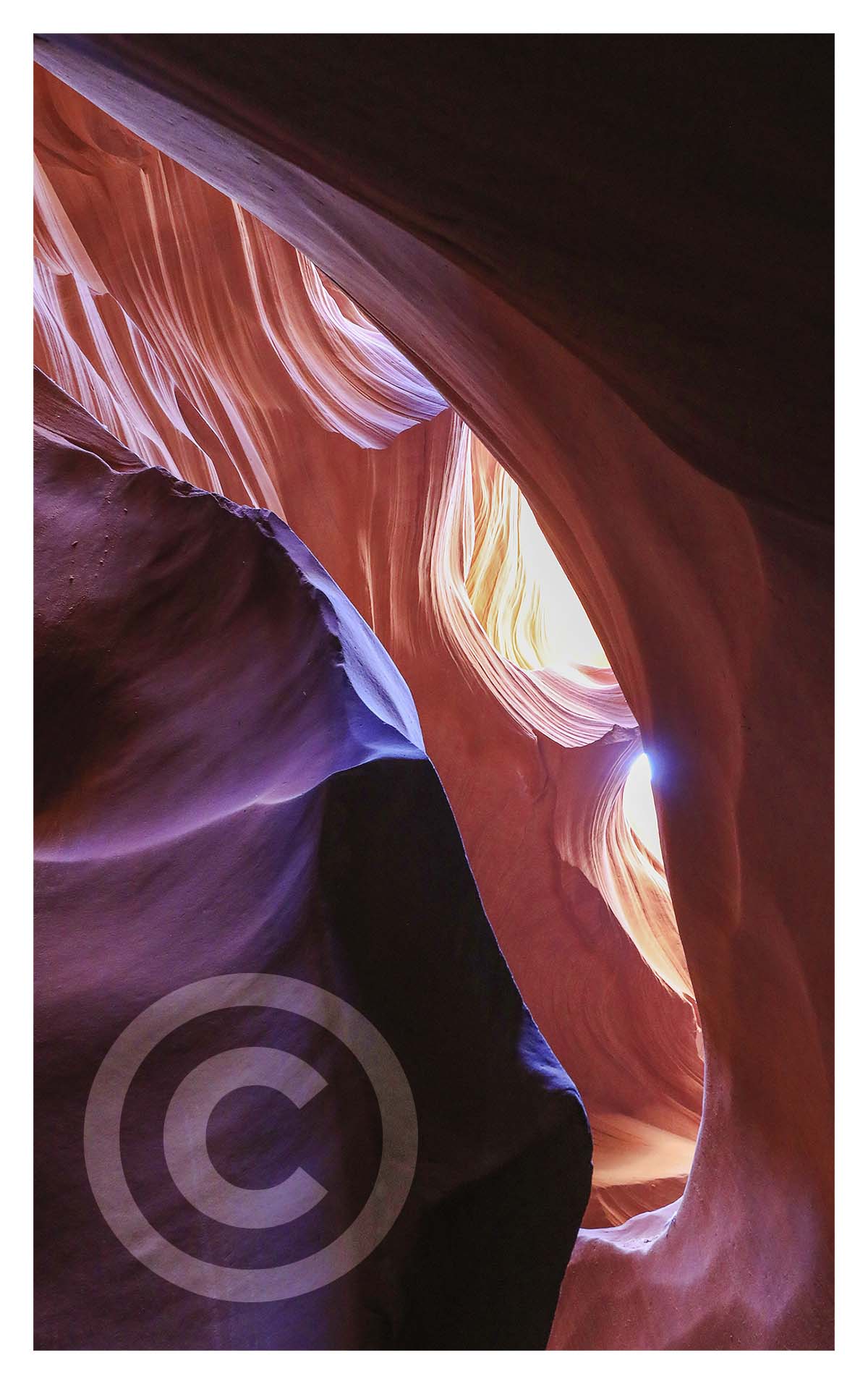 Antelope