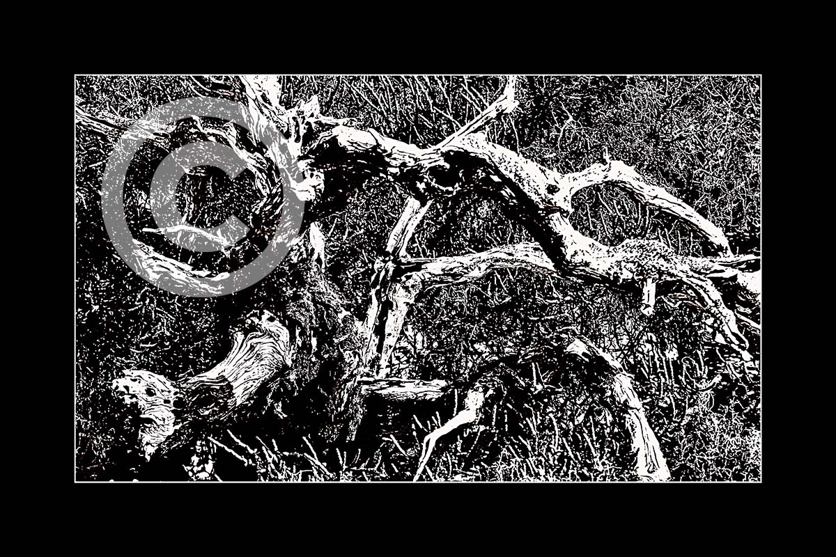 Dead Wood