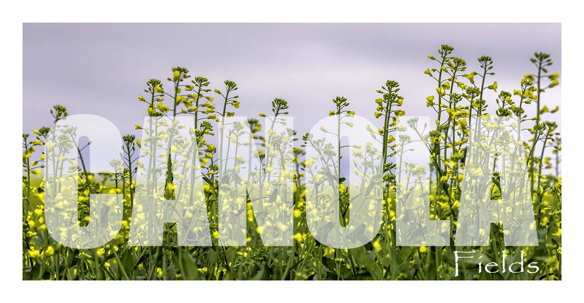 BCJ Spring in the Palouse