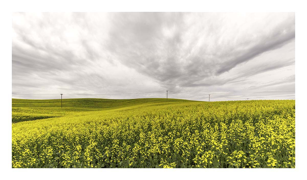 BCJ Spring in the Palouse