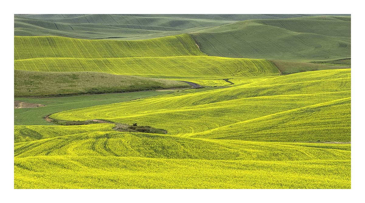BCJ Spring in the Palouse