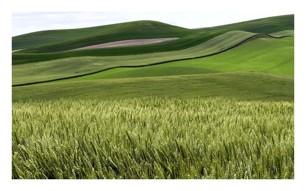 BCJ Spring in the Palouse