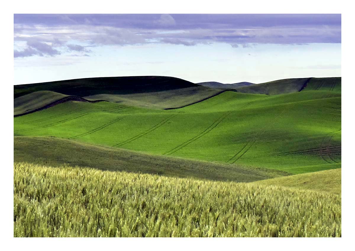 BCJ Spring in the Palouse
