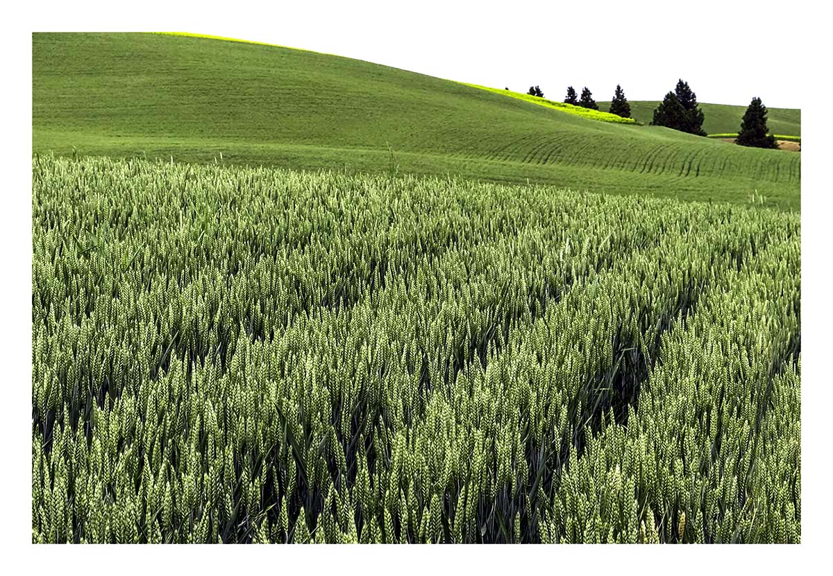 BCJ Spring in the Palouse