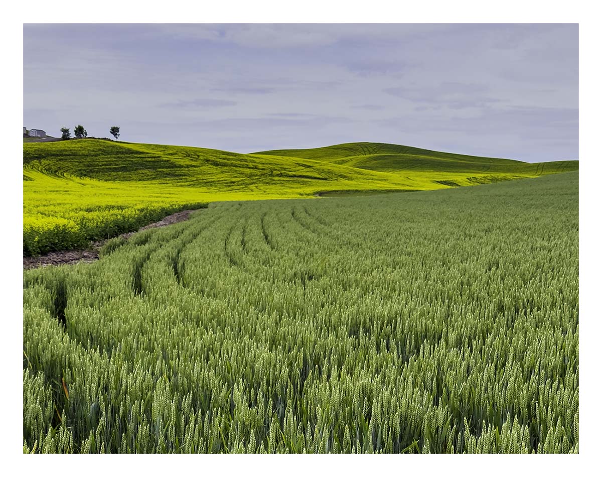 BCJ Spring in the Palouse