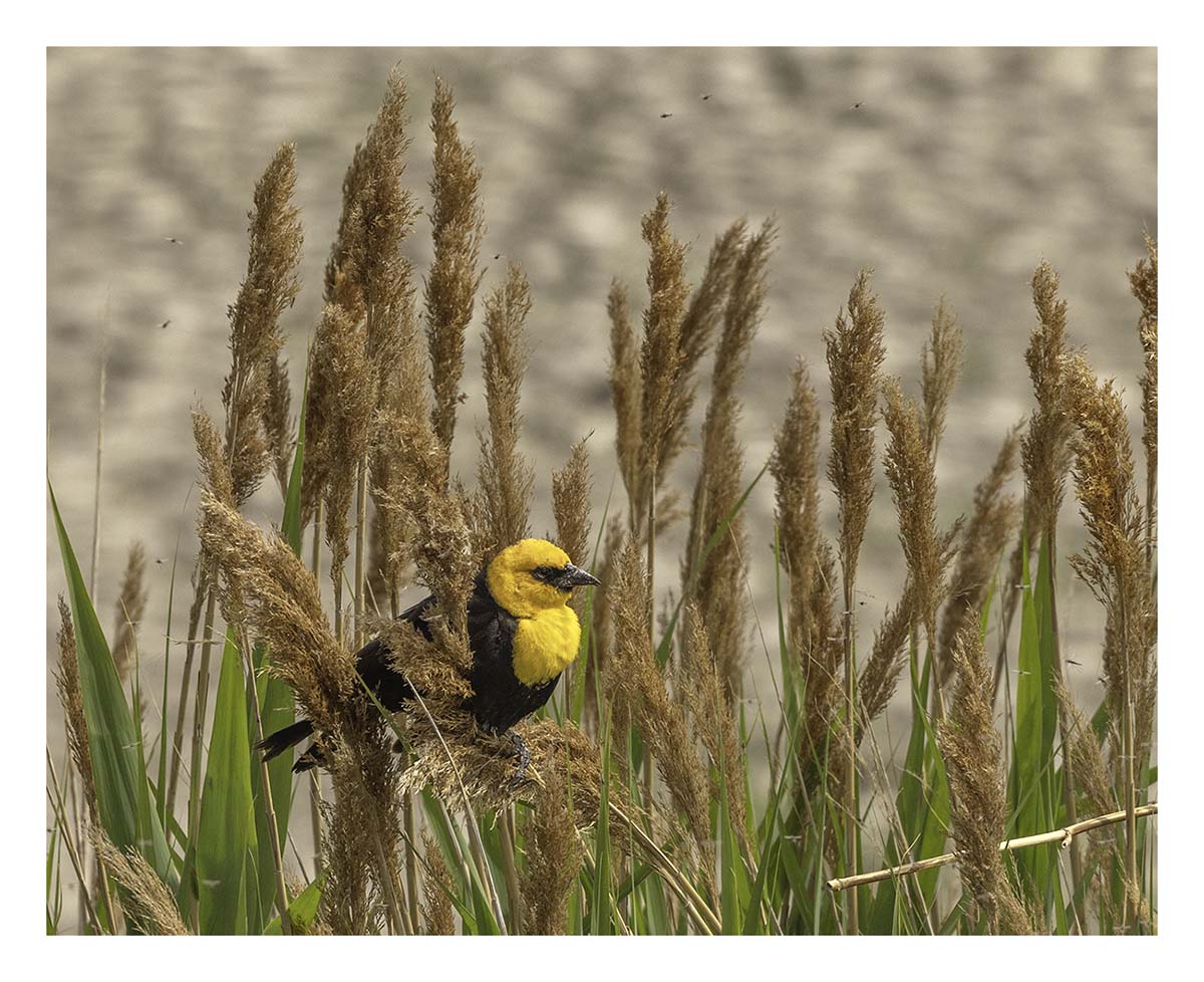 Antelope Island SP