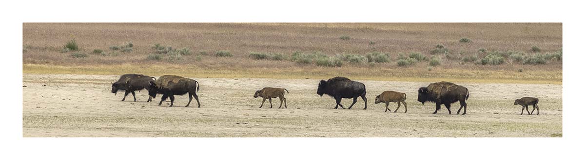 Antelope Island SP