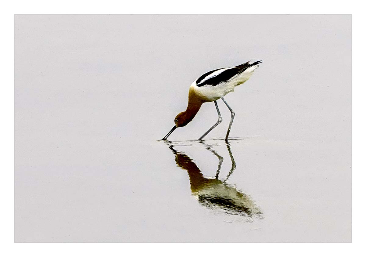 Antelope Island SP